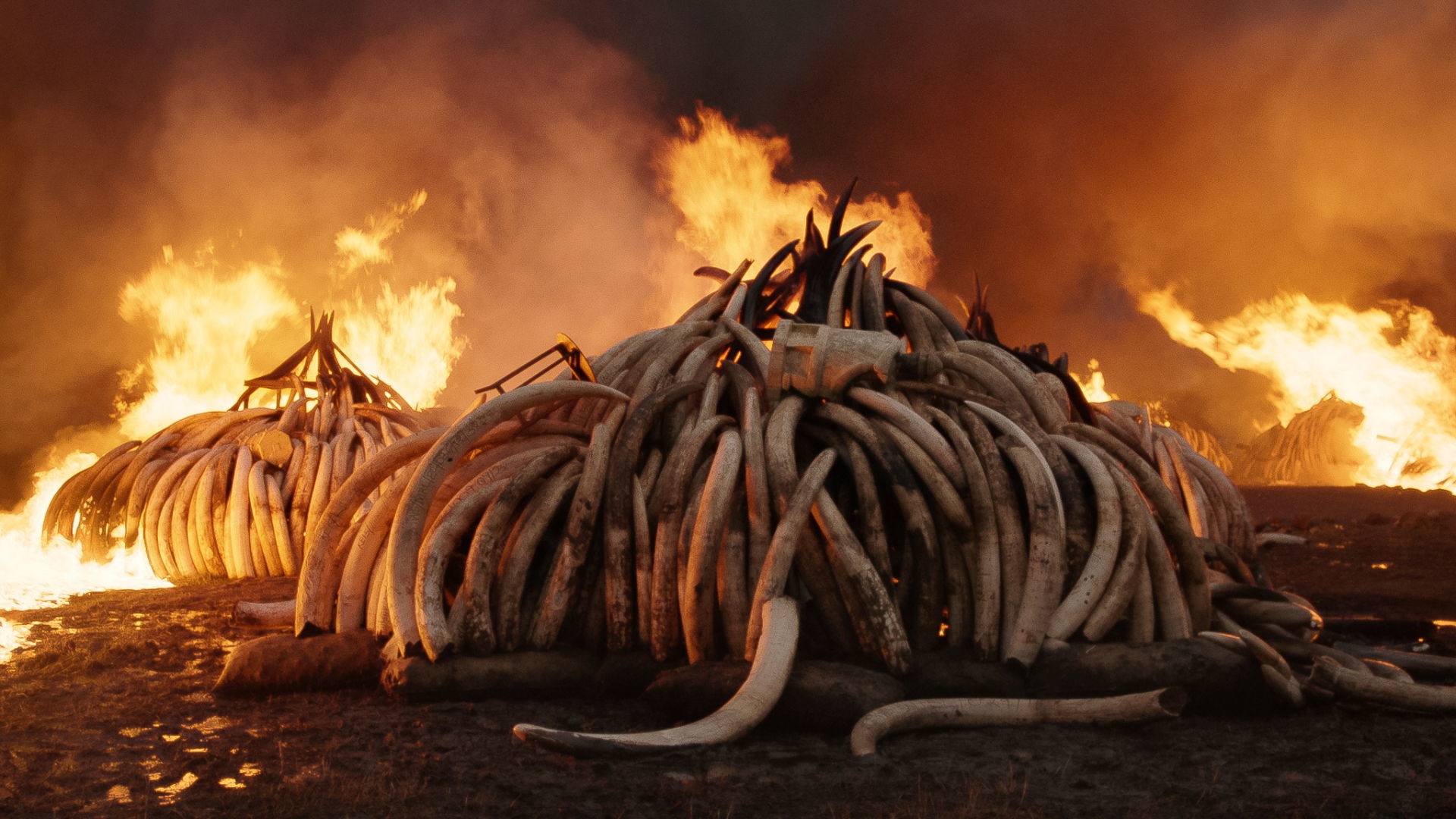 Anthropocene 3